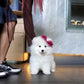 Willow - Samoyed (White)