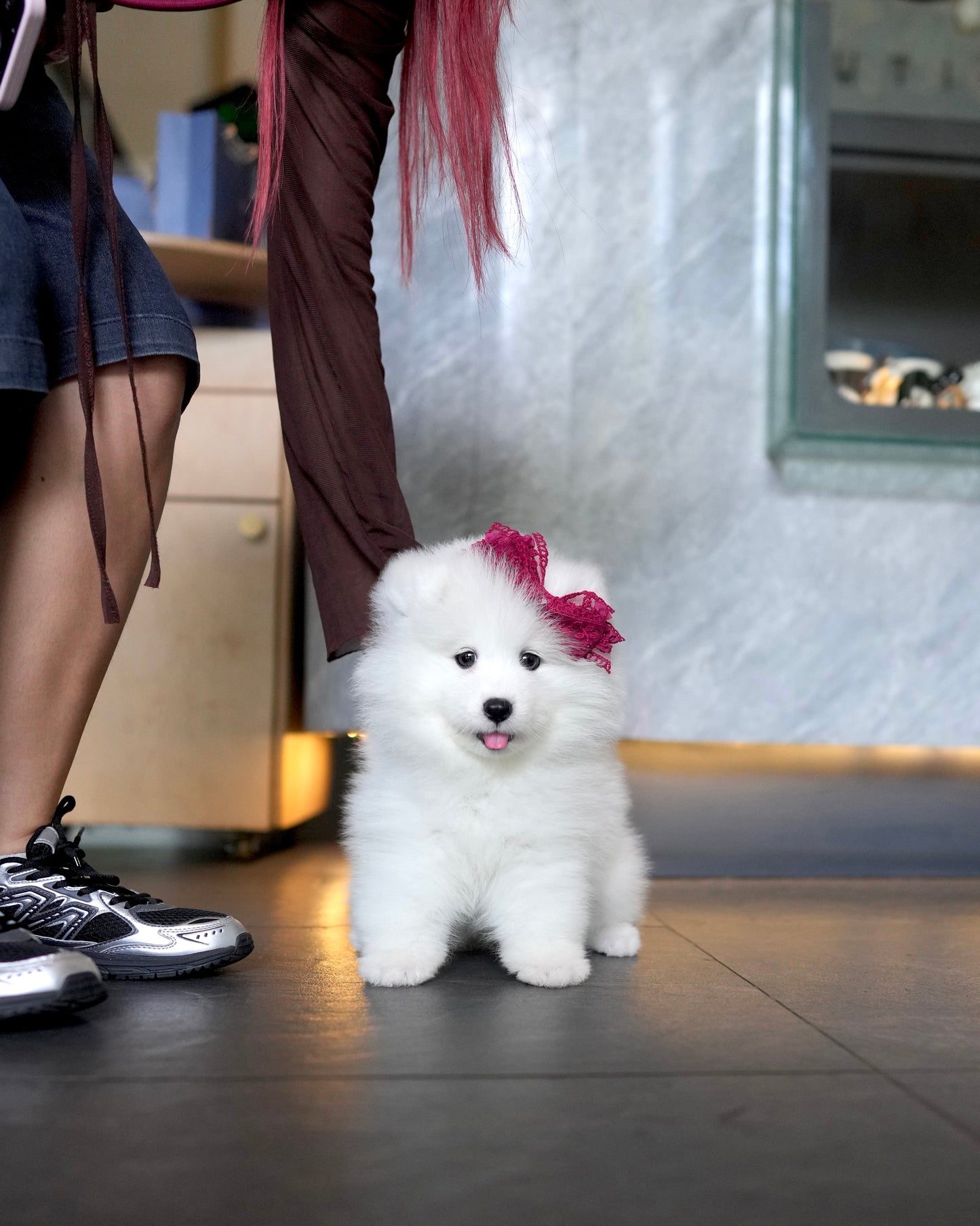 Willow - Samoyed (White)