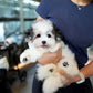 Jasper - Coton de Tulear (Parti)