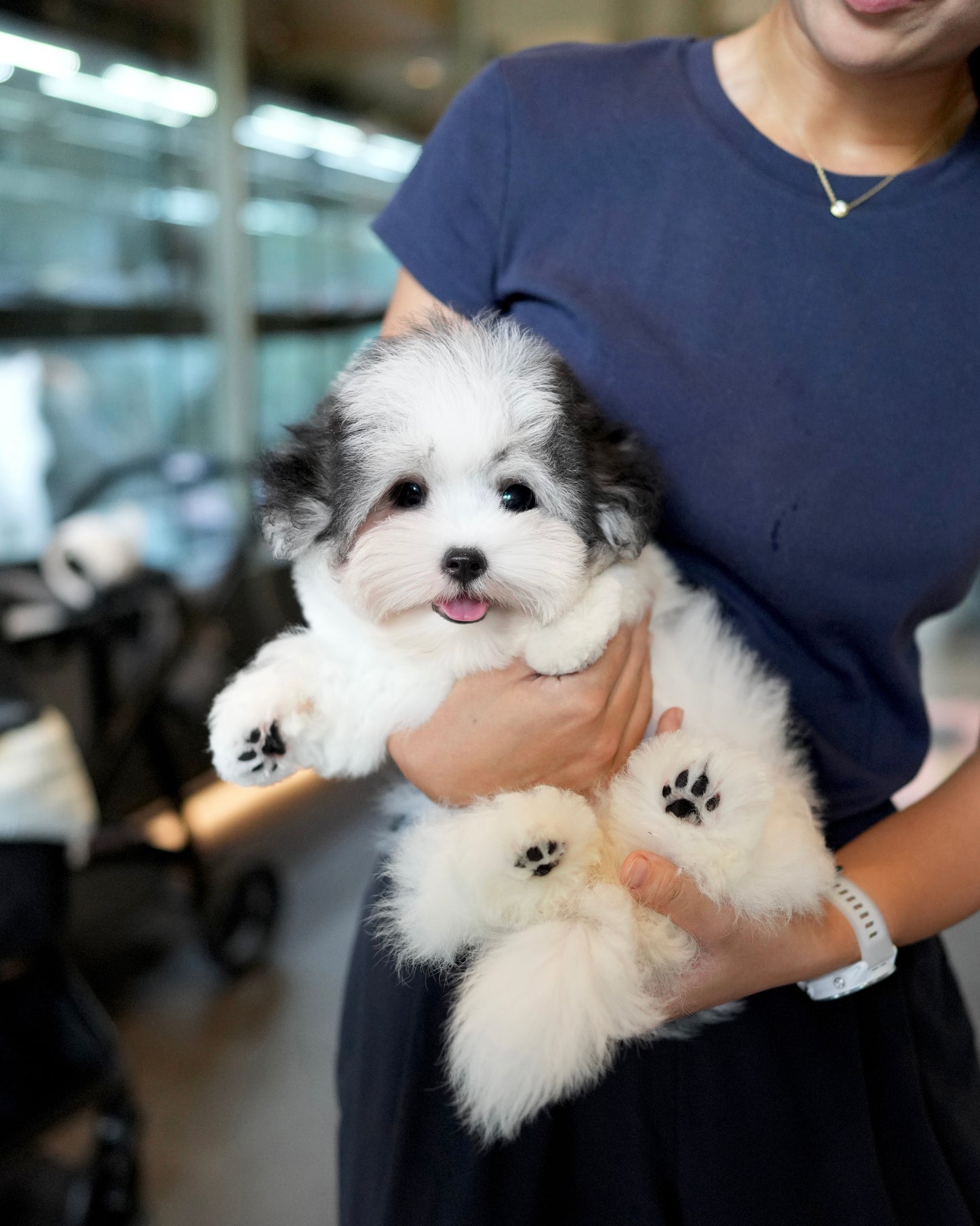 Jasper - Coton de Tulear (Parti)