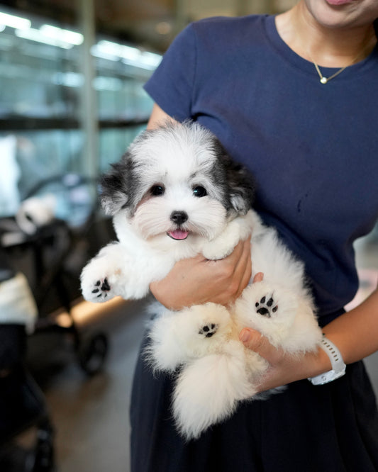 Jasper - Coton de Tulear (Parti)