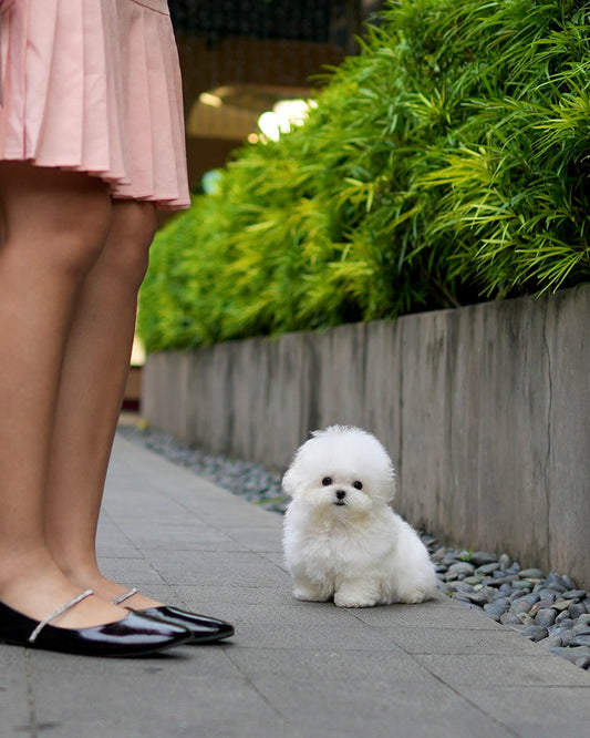 Clark - Mini Bichon (White)