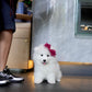 Willow - Samoyed (White)