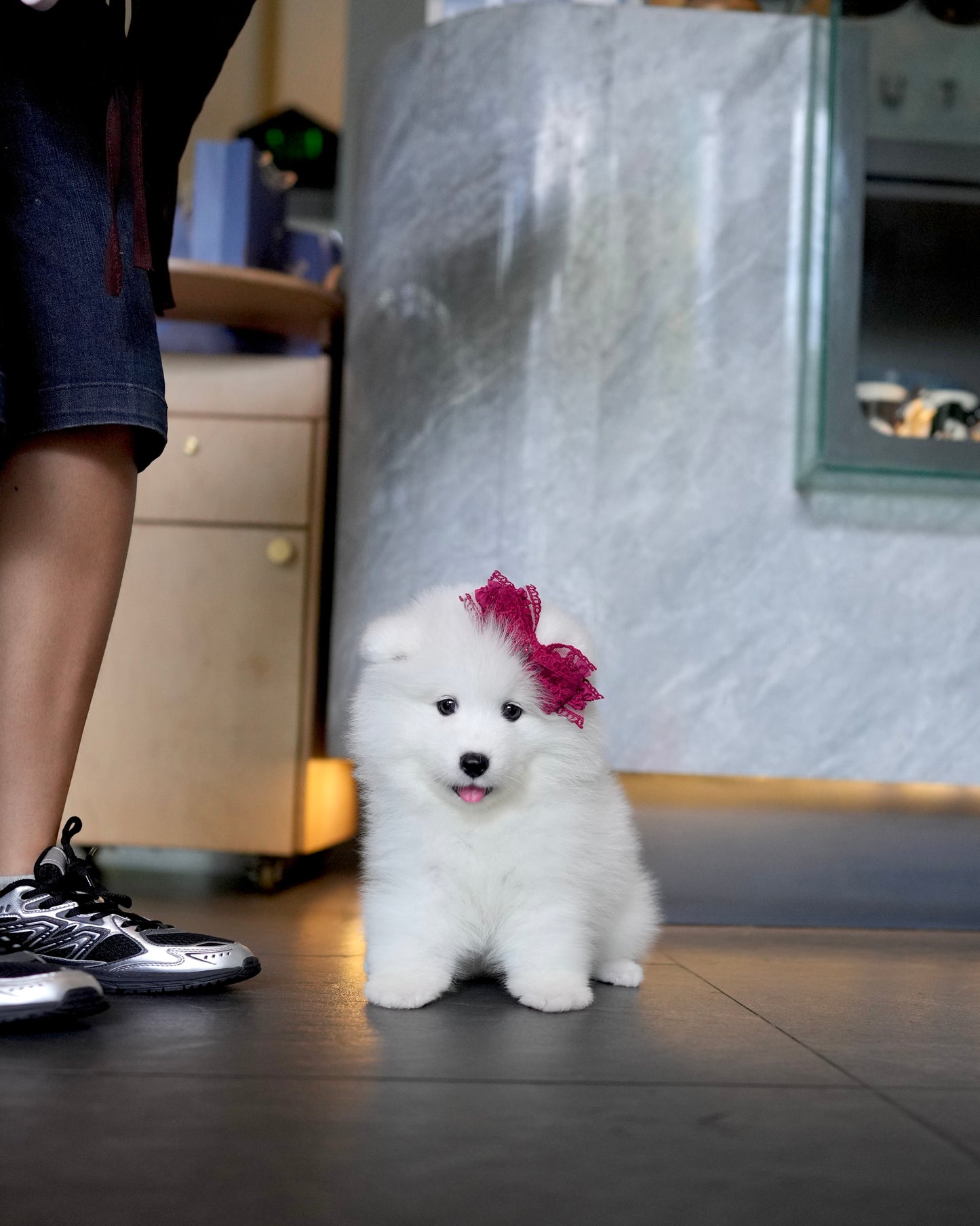 Willow - Samoyed (White)