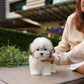 Gyu - Coton de Tulear (Parti)