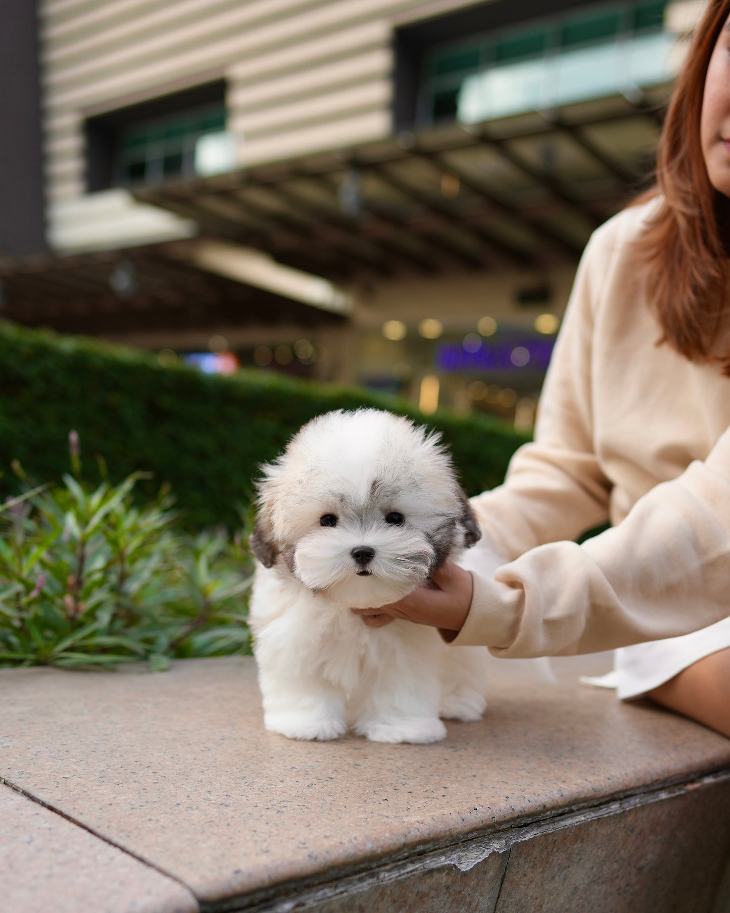 Gyu - Coton de Tulear (Parti)