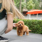 Jer - Mini Golden Doodle (Brown)