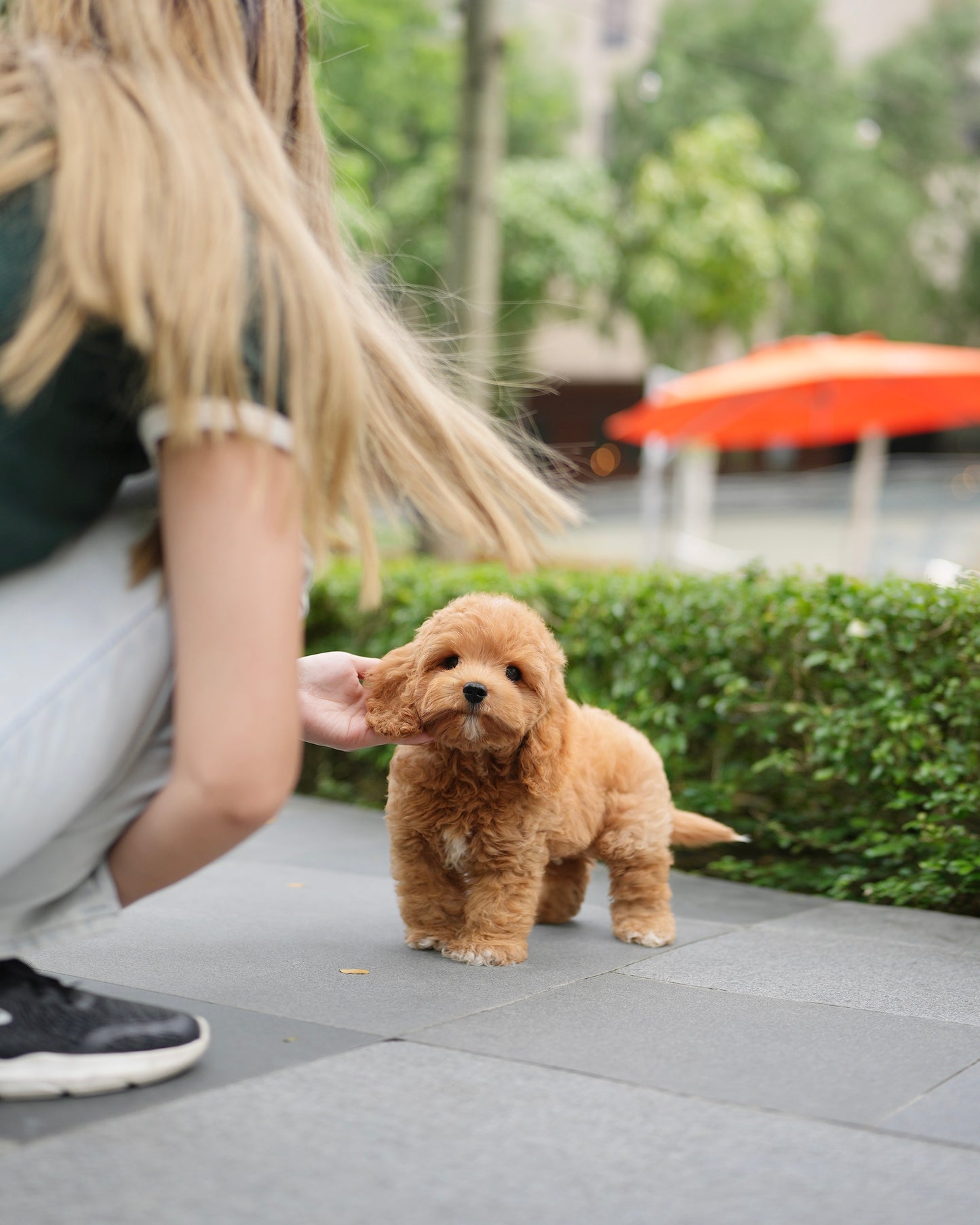 Jer - Mini Golden Doodle (Brown)