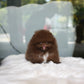 Kean - Pomeranian (Choco)
