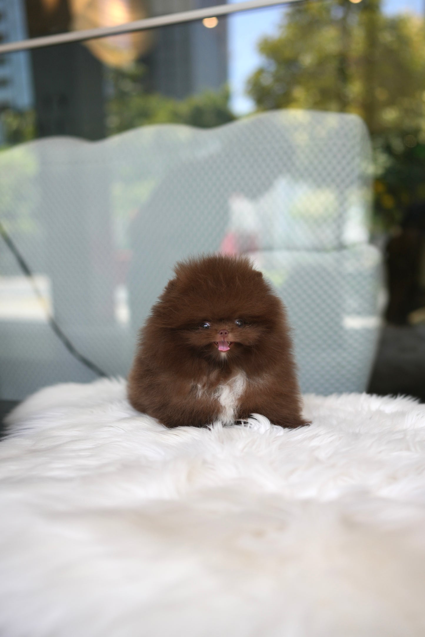 Kean - Pomeranian (Choco)