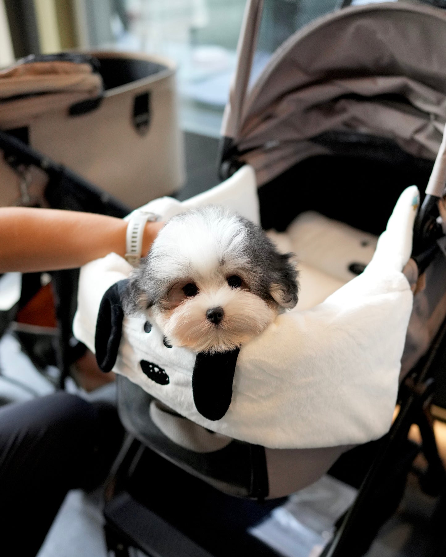 Jasper - Coton de Tulear (Parti)