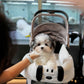 Jasper - Coton de Tulear (Parti)