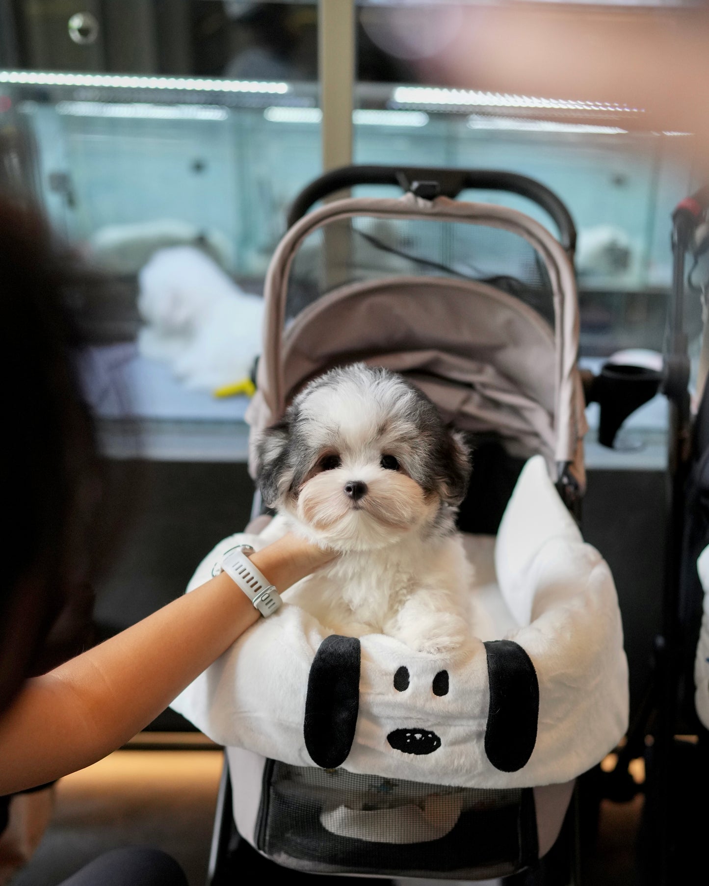 Jasper - Coton de Tulear (Parti)