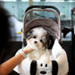 Jasper - Coton de Tulear (Parti)