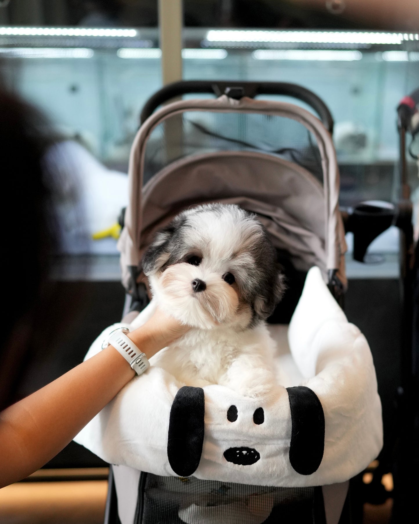 Jasper - Coton de Tulear (Parti)