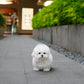 Clark - Mini Bichon (White)