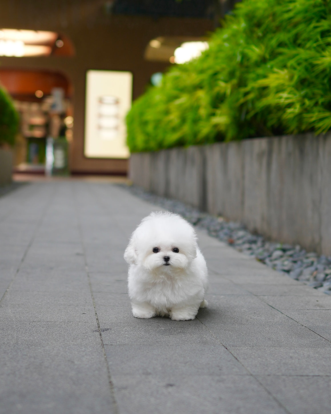 Clark - Mini Bichon (White)