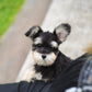 Elijah - Mini Schnauzer  (Black & White)