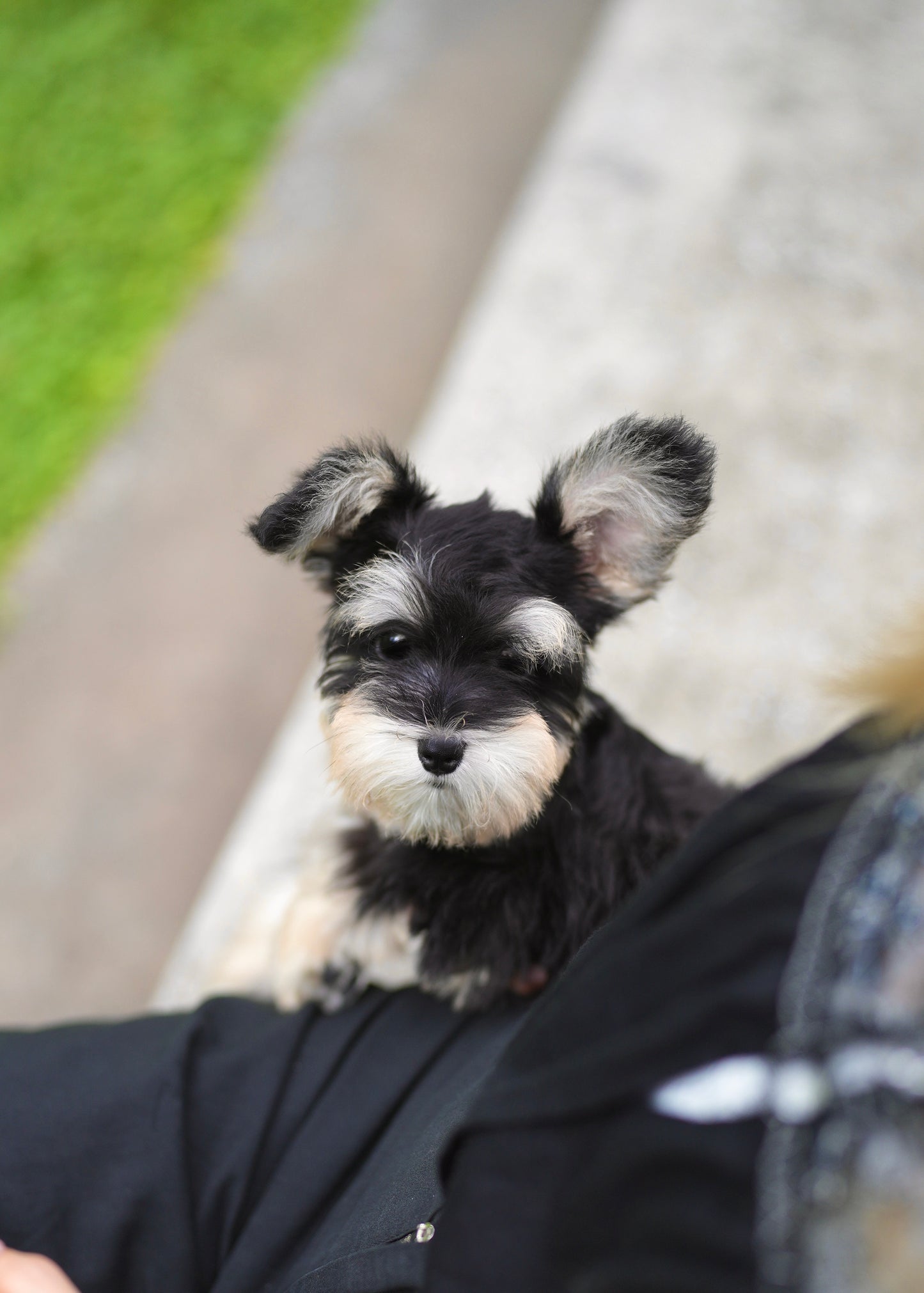 Elijah - Mini Schnauzer  (Black & White)