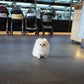 Luis - Pomeranian (Cream)