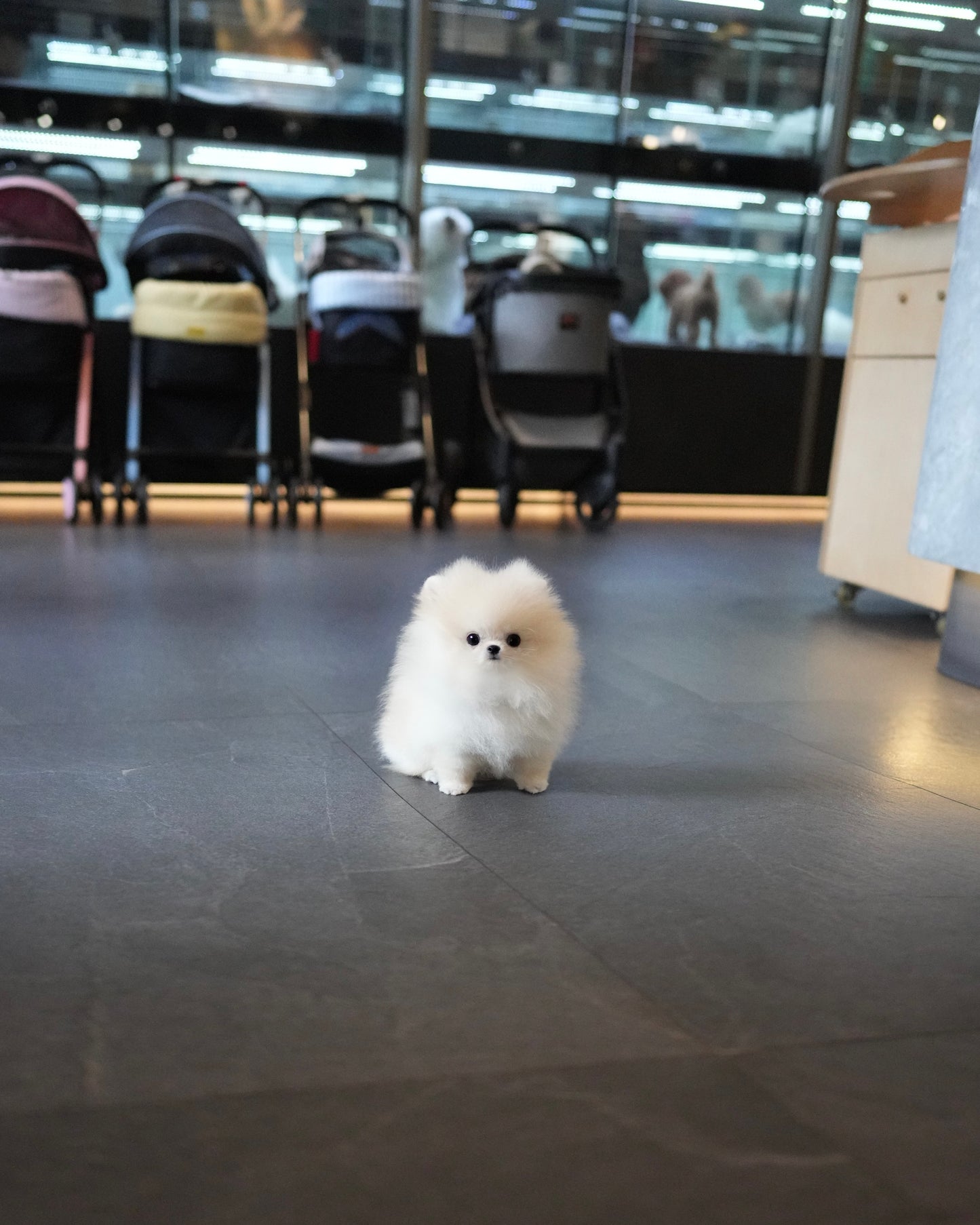 Luis - Pomeranian (Cream)