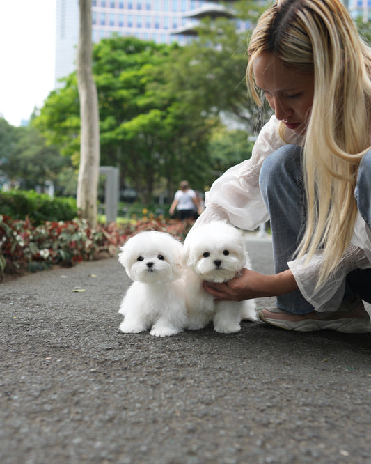 Maylee - Maltese (White