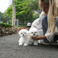 Peppi - Maltese (White)