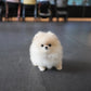 Luis - Pomeranian (Cream)