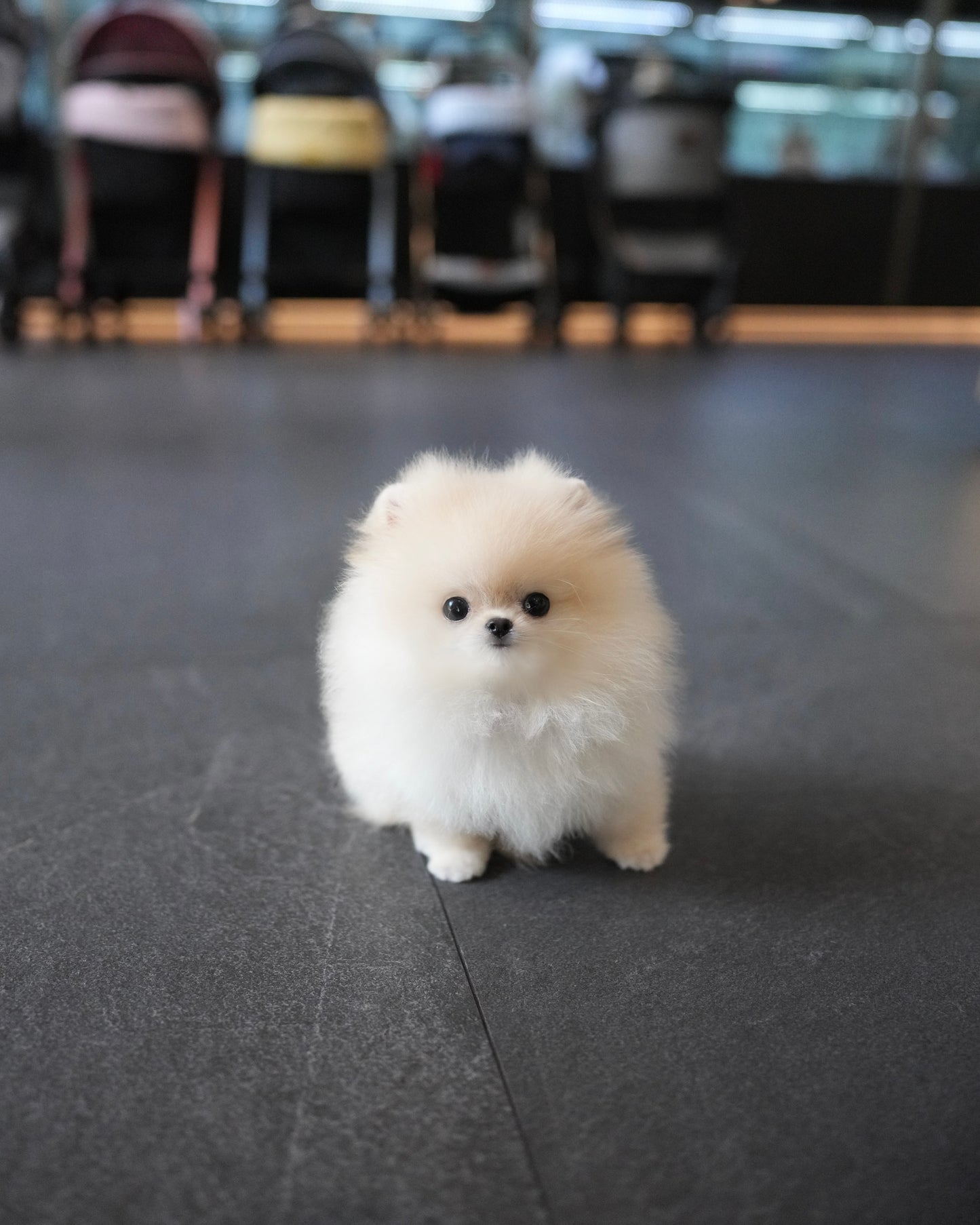 Luis - Pomeranian (Cream)