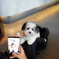 Jasper - Coton de Tulear (Parti)