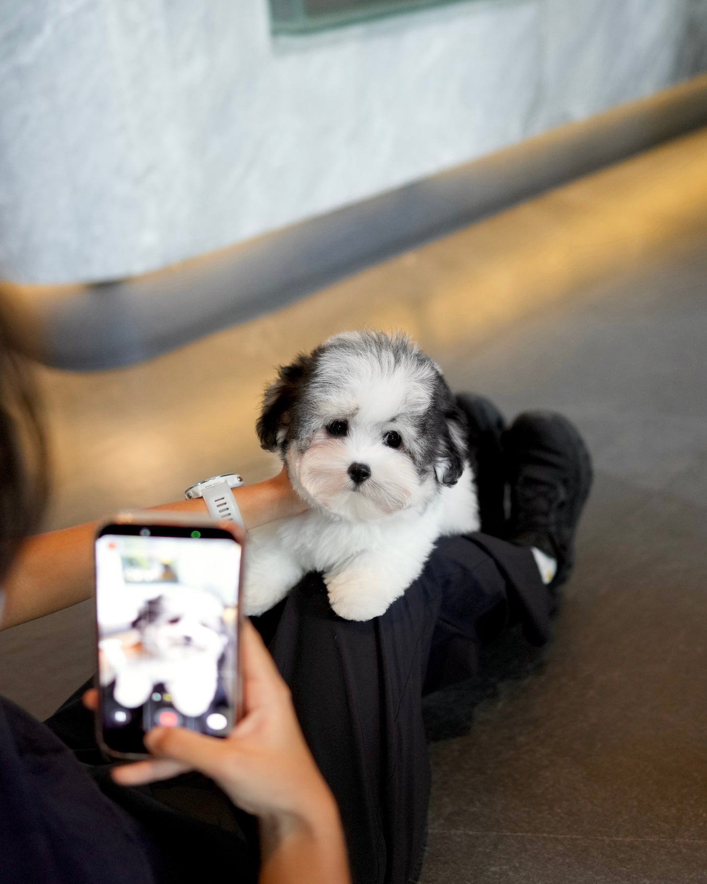Jasper - Coton de Tulear (Parti)