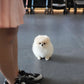 Luis - Pomeranian (Cream)