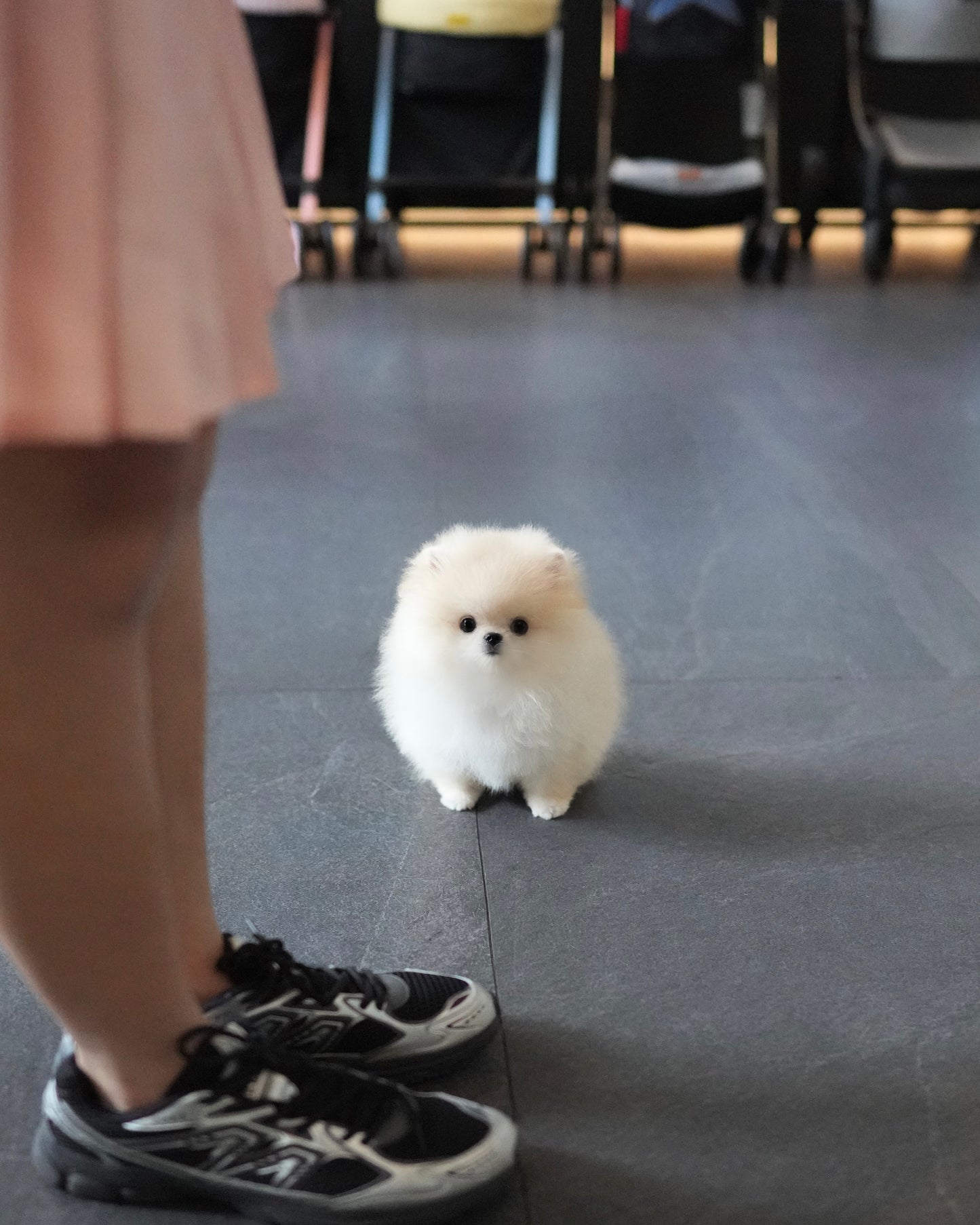 Luis - Pomeranian (Cream)