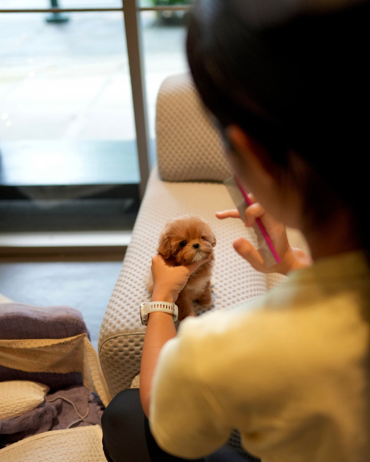 Ira - Teacup Maltipoo (Brown & White)