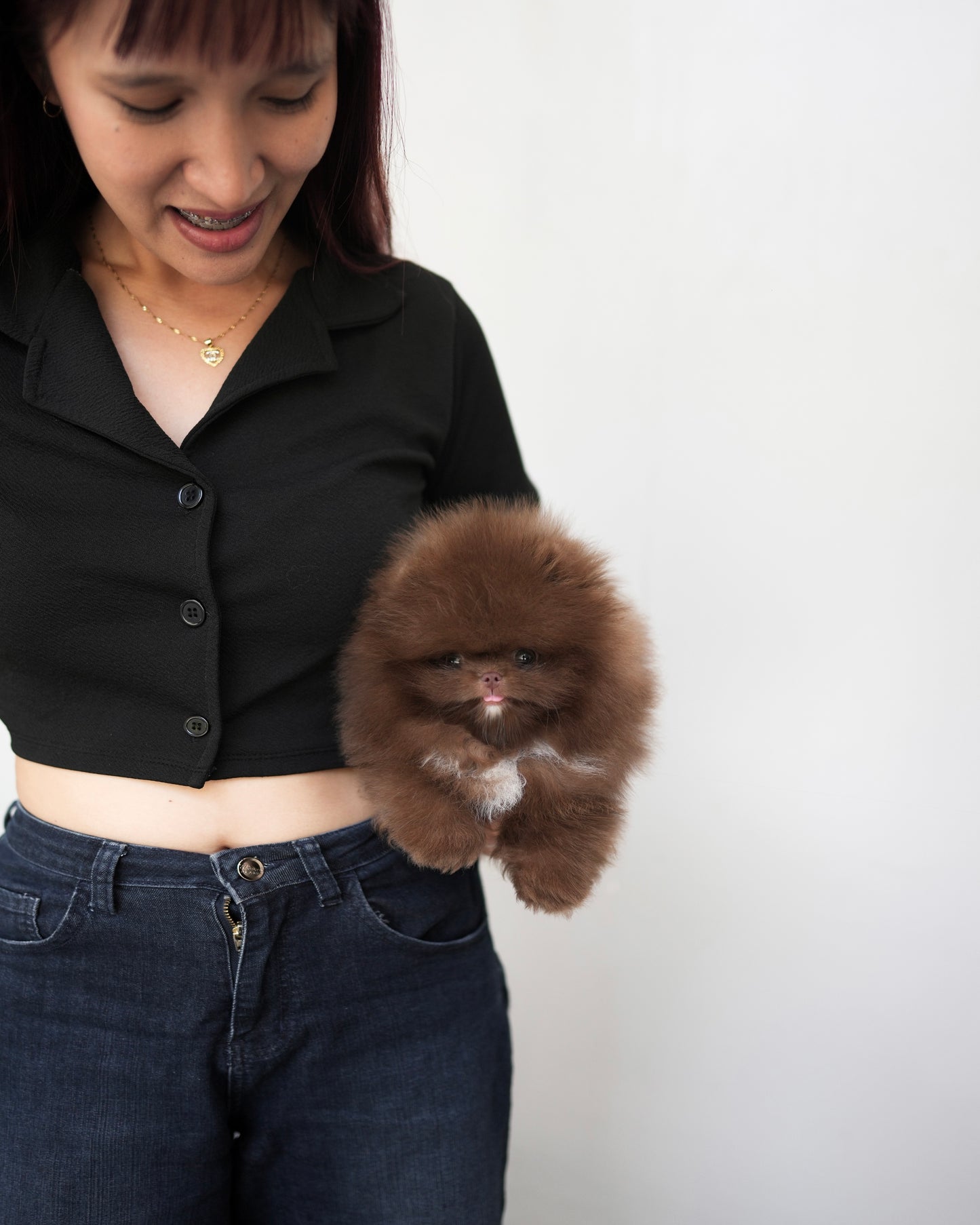 Kean - Pomeranian (Choco)