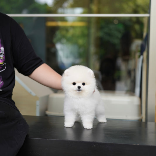 Woolly - Pomeranian (White)