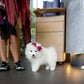 Willow - Samoyed (White)
