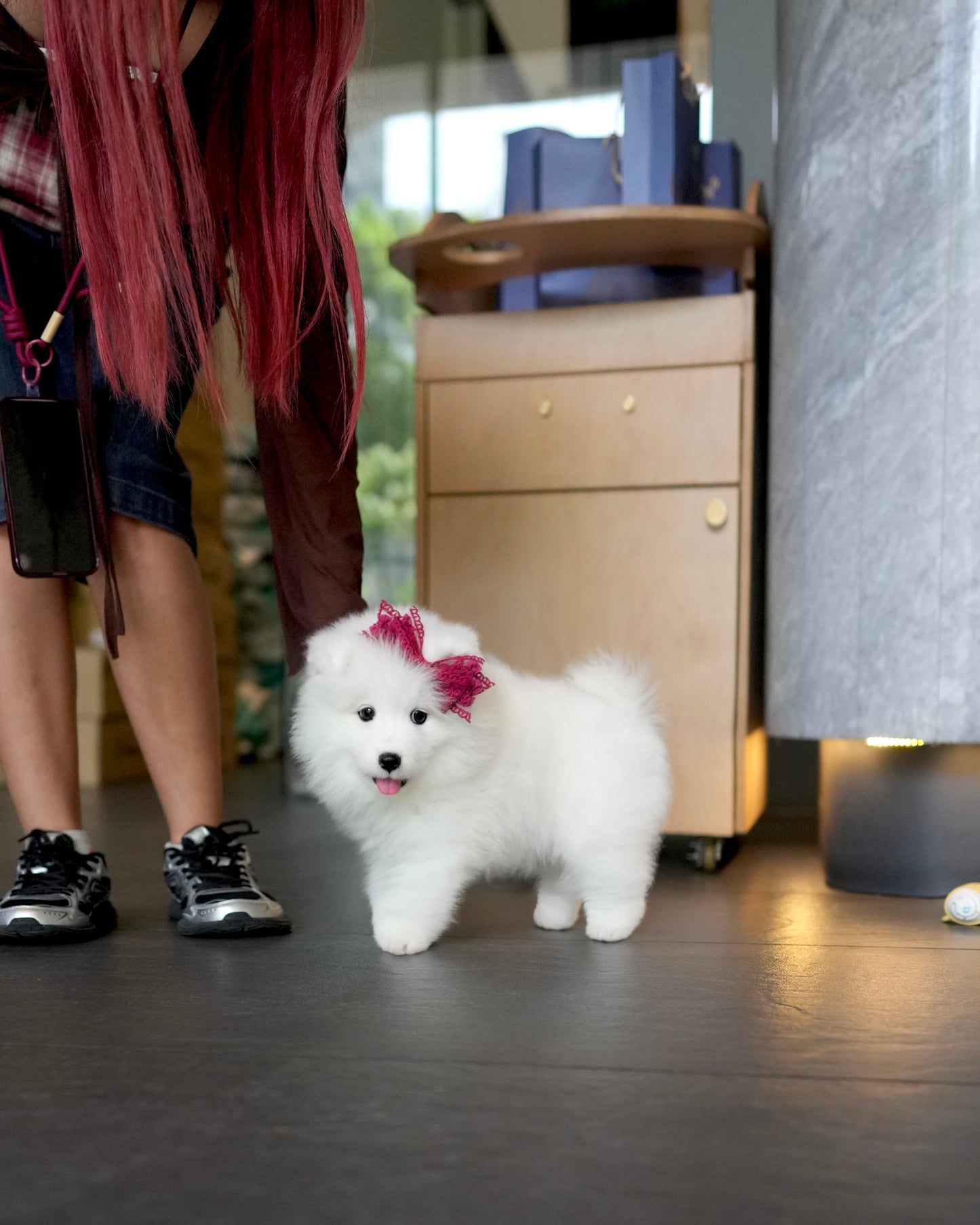 Willow - Samoyed (White)