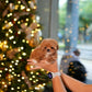 Ira - Teacup Maltipoo (Brown & White)