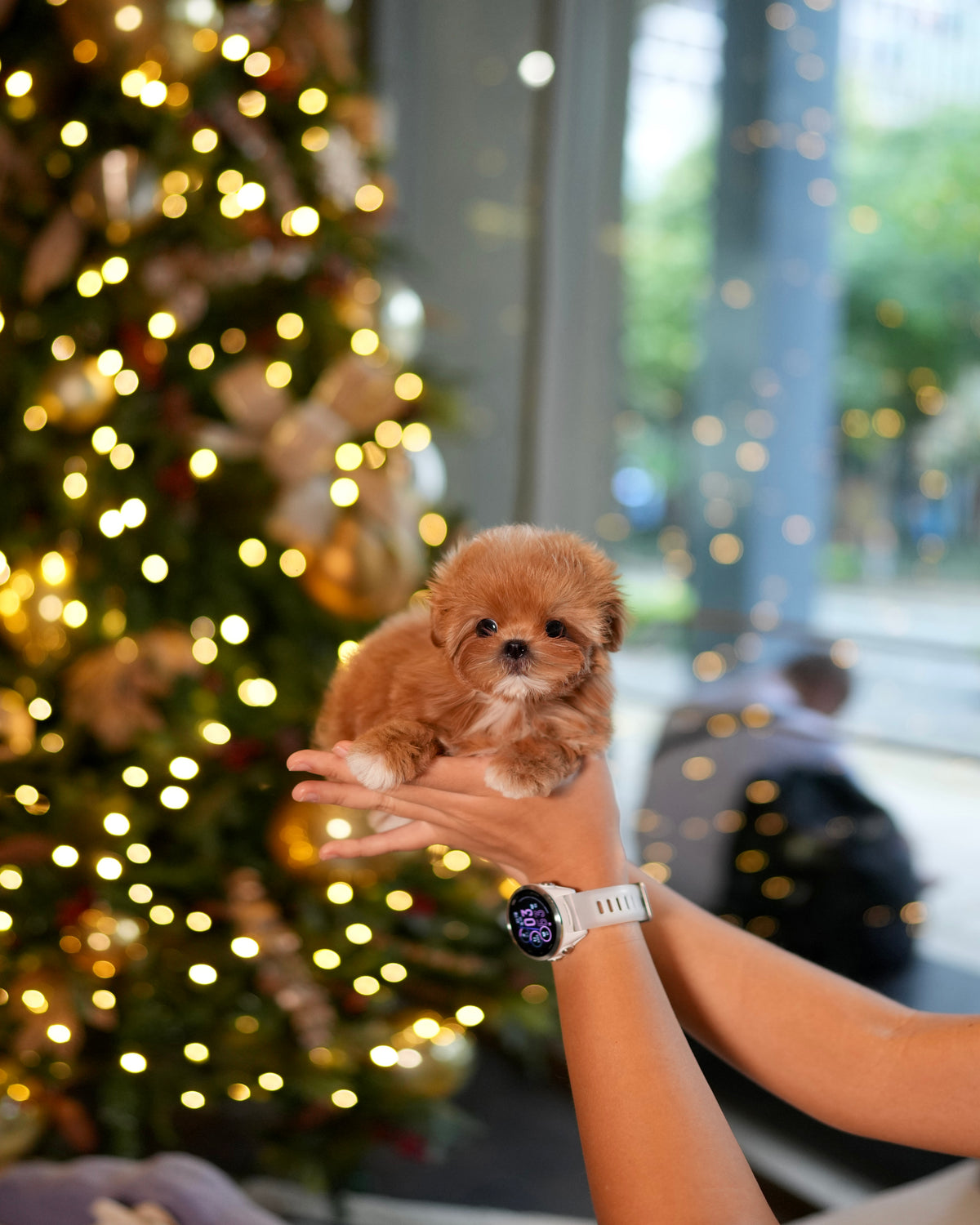 Ira - Teacup Maltipoo (Brown & White)