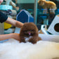 Kean - Pomeranian (Choco)