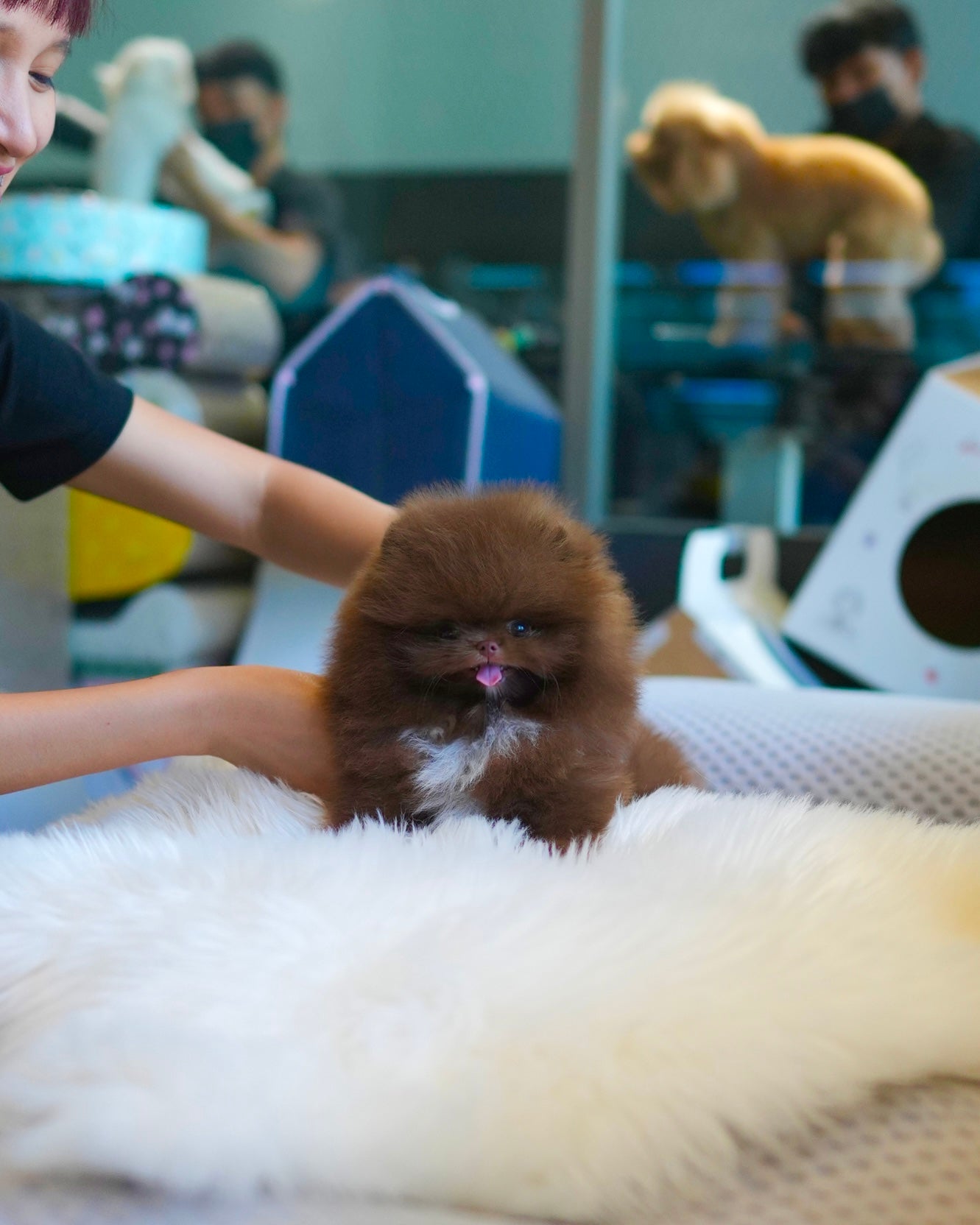 Kean - Pomeranian (Choco)