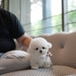Pearl - Mini Bichon (White)