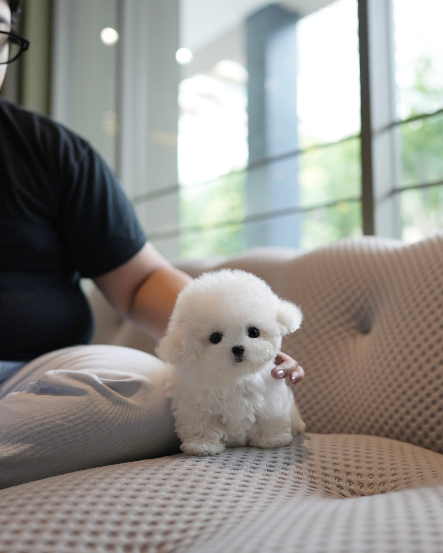 Pearl - Mini Bichon (White)