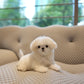 Zoey - Maltese (White)
