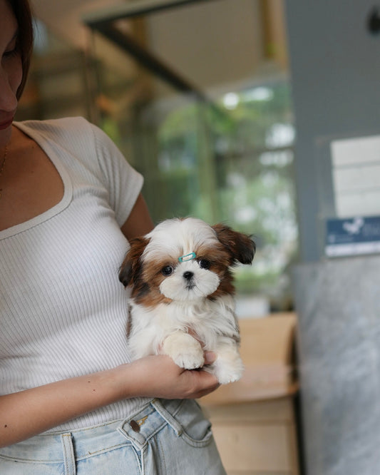 Honey - Mini Shih Tzu (Brown & White)