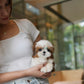 Honey - Mini Shih Tzu (Brown & White)