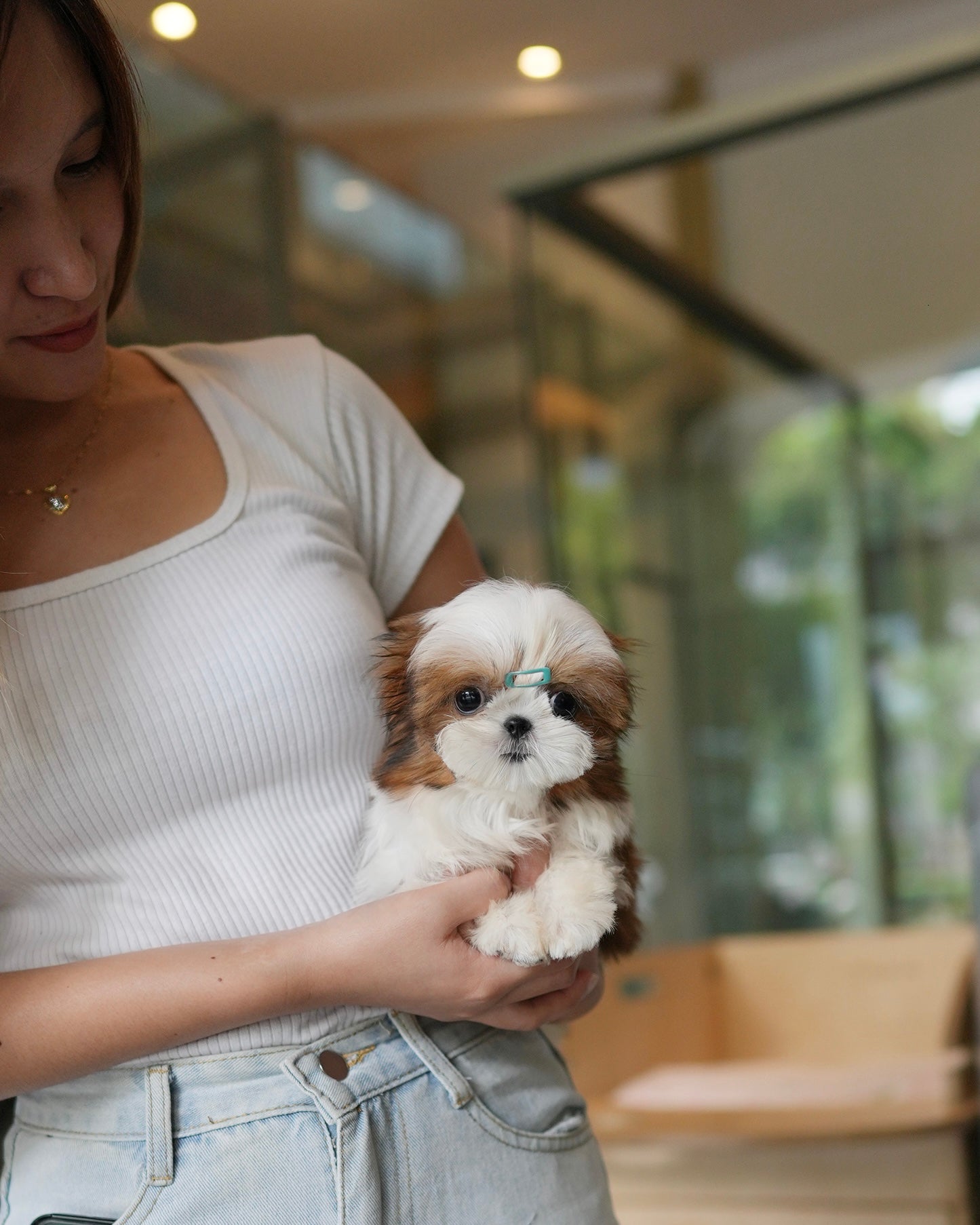Honey - Mini Shih Tzu (Brown & White)