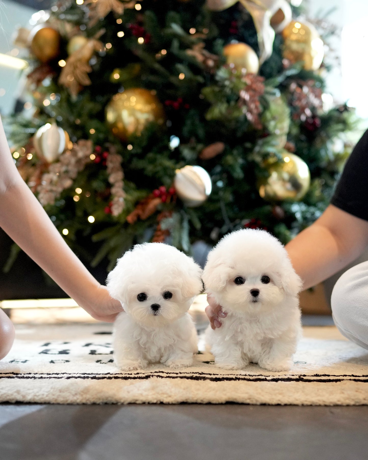Pearl - Mini Bichon (White)