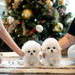 Paul - Mini Bichon (White)